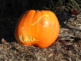 Little Dino, Nipomo Pumpkin Patch best carving idea